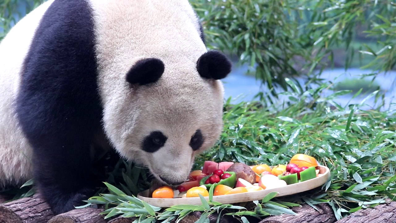 熊猫有餐客户端中餐厅8阵容官宣-第2张图片-太平洋在线下载