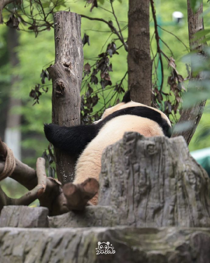 中国熊猫2手机版韩国熊猫直播官网入口